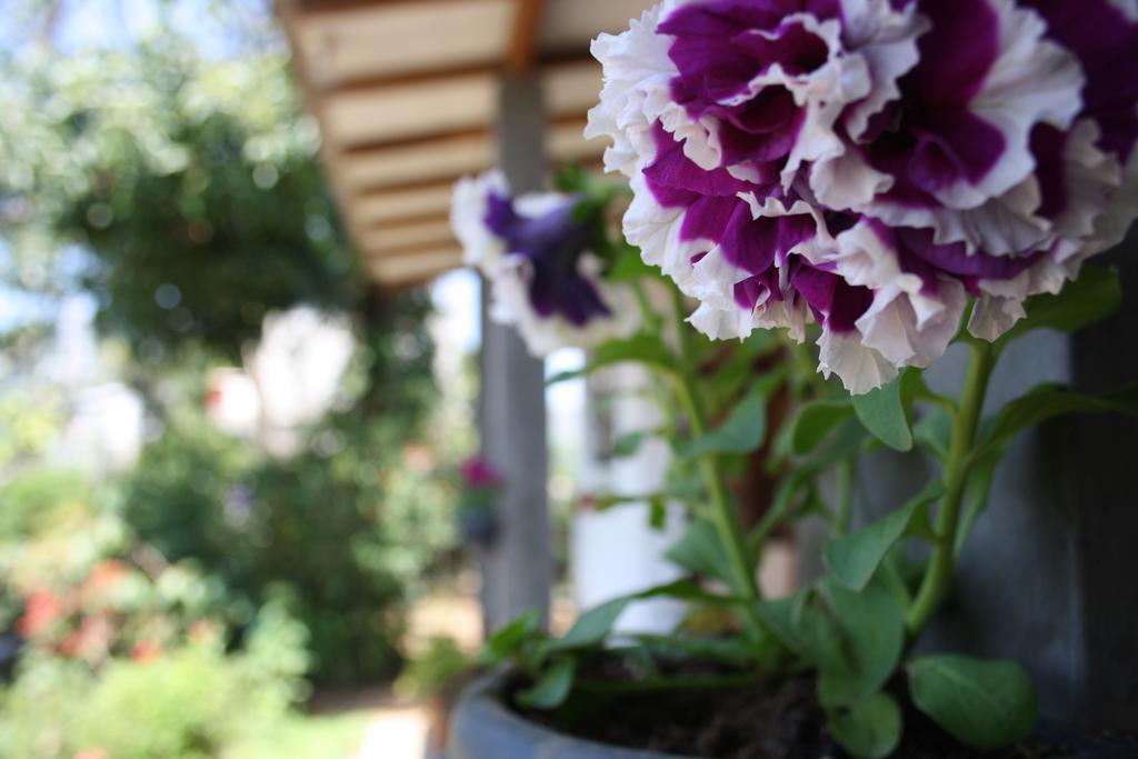 Moonlight Holiday Home Ella Ngoại thất bức ảnh