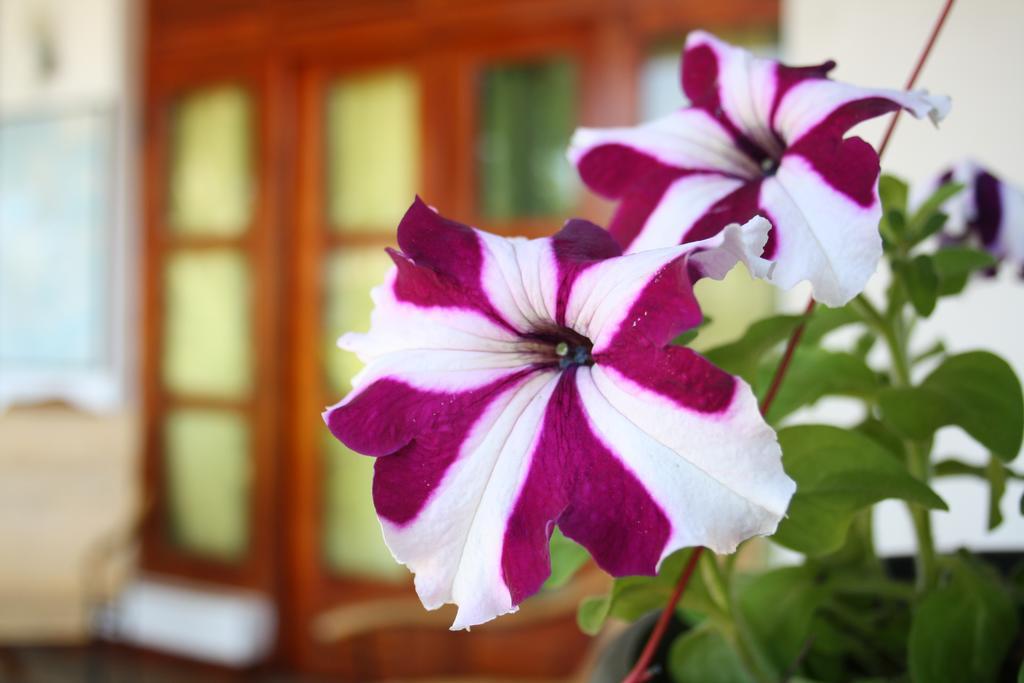 Moonlight Holiday Home Ella Ngoại thất bức ảnh